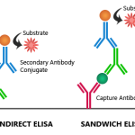 Elisa Test Procedure