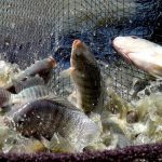 Advantages of Tilapia Fish Farming