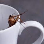 Top 5 Facts You Should Know About Cockroaches