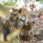 Frequently Asked Questions about Pench Safari –