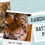 Bandhavgarh National Park | Bandhavgarh Tiger Sightings | Bandhavgarh Recent Sightings