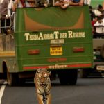 The famous Tigress from Tadoba | Tadoba Tiger Sightings
