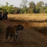 The Magical Tadoba, The Heaven for Tiger Sightings