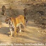 How to plan a Quick Tadoba Getaway just under 24 hours