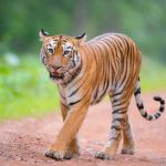 Tadoba Tigers and their Respective Numbers