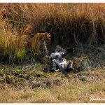 The Most Inexpensive way to plan a Tadoba Trip from Bangalore