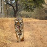 3 Easy Steps for an Amazing Tadoba Trip from Bangalore