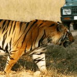 TOP 10 Wilderness Resorts of Kabini Nagarhole, Bandipur | Kabini Forest Safari Booking