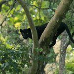 Want to Spot Black Panther at Kabini, Go around Full or New Moon