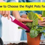 Pots for Plants | Complete online pots buying guide