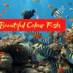 Lined group of beautiful colour fish || Best group of colour fish ||