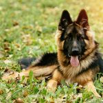 German Shepherd Puppies for Sale – Central Park Puppies