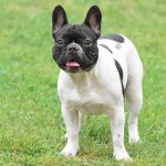 French Bulldog Puppies for Sale – Central Park Puppies