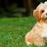 Havanese Puppies for Sale – Central Park Puppies