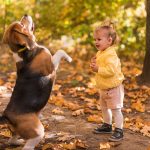 Dog Breed Information – Central Park Puppies