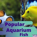 Popular Aquarium Fish Betta Fish