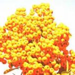 Sea Buckthorn