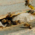 WASP CONTROL AND EXTERMINATION SERVICES IN SURREY