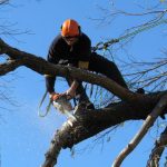 Tree Removal, Trimming, Stump Grinding, Removal  Cambridge