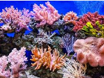 SAVE THE CORAL REEFS – Shouts