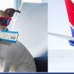 Southwest Airlines Pet Policy Cost and Reservation Number