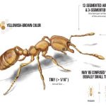 Know about Pharaoh Ants Appearance