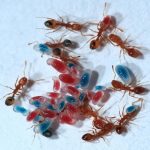 Know about Nesting of Pharaoh Ants