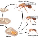 Lifecycle and Production of Pharaoh Ants