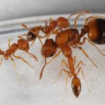 Know about Pharaoh Ants Characteristic