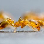 How to Identify Pharaoh Ants