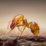 Know about Habits of Pharaoh Ants