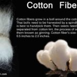 Cotton Fibers