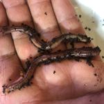 Composting worms for sale near me