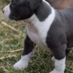 Buy American Bully Puppies Online | Premiumpitbull.com
