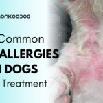 Skin Infection In Dogs – An Important Yet Neglected Condition