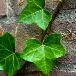 green building materials| Green leaf bricks