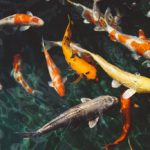 Fish Farming Business Plan in India