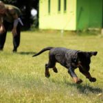 Electric Dog Fence Training – Extreme Electric Dog Fence 2021 DIY – Kits
