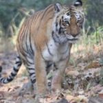 Some Exciting Travel Guide Tips to Jim Corbett National Park