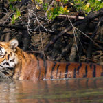 Sundarban Tour Packages From Kolkata