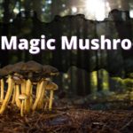 Buy Magic Mushrooms Online – Zoomies