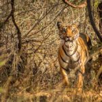 Bor Tiger Safari Details: Know About Safari Booking & Charges