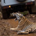 Umred Karhandla Tiger Safari Details: Know About Safari Charges & Bookings