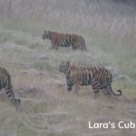 Lara's Cub in Moharli Core Zone of Tadoba
