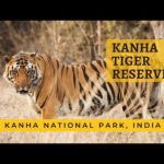 Kanha Tiger Safari Details | Kanha Tiger Reserve