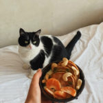 Why Low-Calorie Foods Are Best for Your Cat