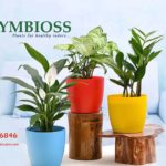 Buy Indoor Plants Care Chennai