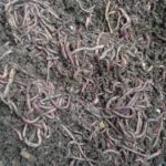 Earthworm Supplier in Jaipur Agriculture HDPE Vermi Beds Supplier in Jaipur