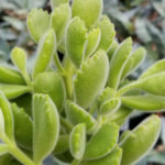 Cotyledon Ladismithiensis or Bear Paw Succulent