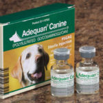 Adequan Shots for Dogs Side Effects